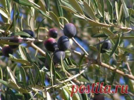 Маслины – верные помощники в борьбе с лишним весом