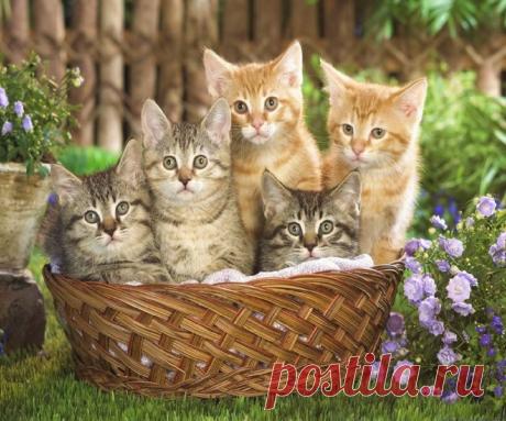 К чему снятся котята? Сон в руку: к чему снятся котята и кошки 100% Значение снов Толкование снов с участием котят часто зависит от отношения человека к этим животным. Но есть и общие интерпретации тех или иных ситуаций, далеко не всегда