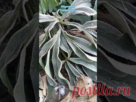 Зимний сад в серебре