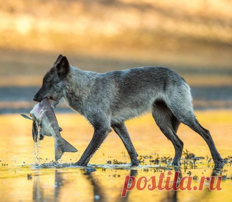 Эти редкие морские волки живут возле океана и могут часами плавать