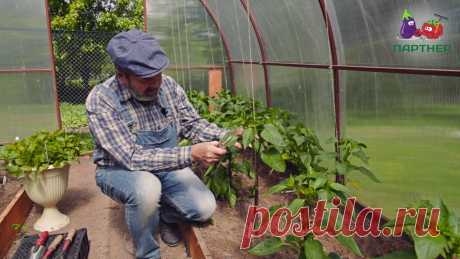 Как формировать перец Пасынки отбирают много сил у растения, от которого мы ждем урожай, поэтому их необходимо обрезать как можно раньше. Формируем растение в три стебля. На одном...