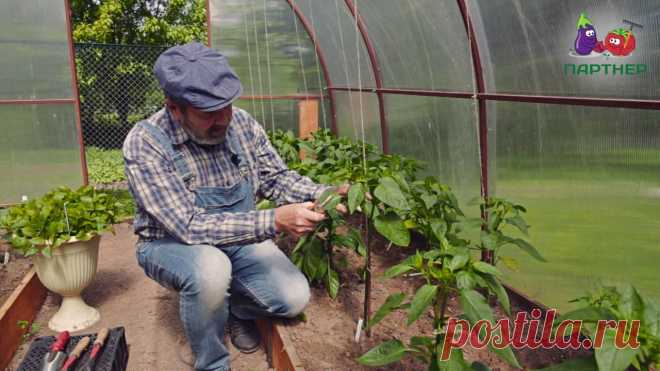 Как формировать перец Пасынки отбирают много сил у растения, от которого мы ждем урожай, поэтому их необходимо обрезать как можно раньше. Формируем растение в три стебля. На одном...