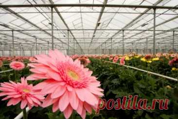 Какую пленку использовать для теплицы?