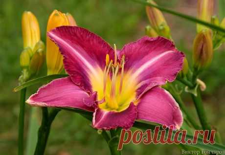 Для Вас! ⛅ ♥ фото 📷 #Виктор_Гончаров