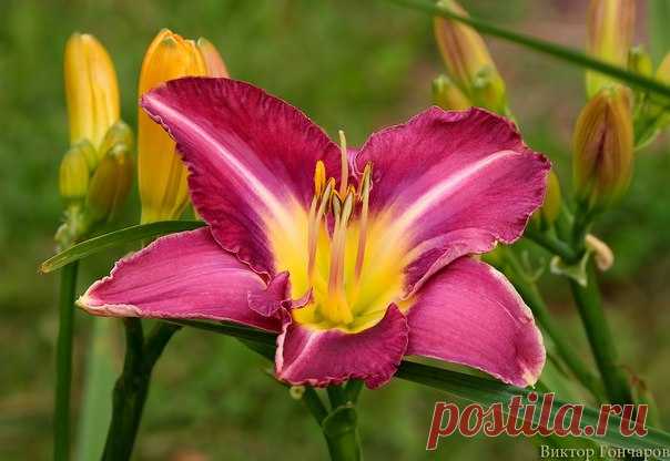 Для Вас! ⛅ ♥ фото 📷 #Виктор_Гончаров