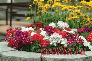 Вербена — потрясающе красивый и неприхотливый цветок