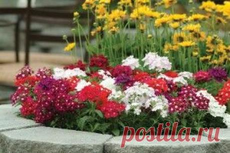 Вербена — потрясающе красивый и неприхотливый цветок