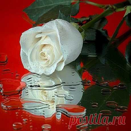 86543192_sabaCvetuyBeautifulPicsMYNEWFLOWERScvetyaflowersflower_large.jpg (500×500)