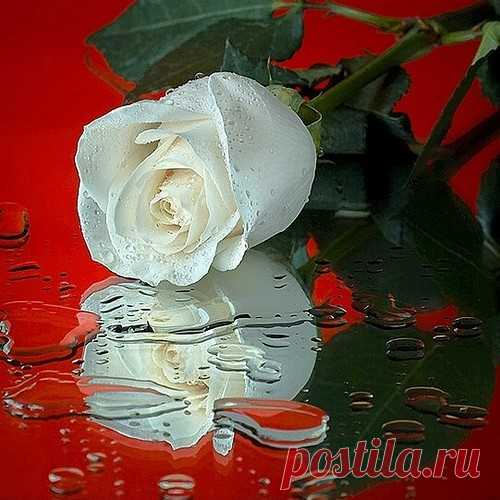 86543192_sabaCvetuyBeautifulPicsMYNEWFLOWERScvetyaflowersflower_large.jpg (500×500)