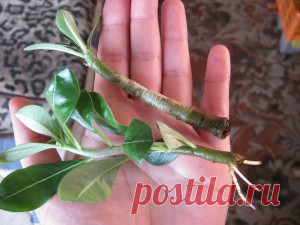 Натуральные стимуляторы образования корней | Блог сайта Muza.Name