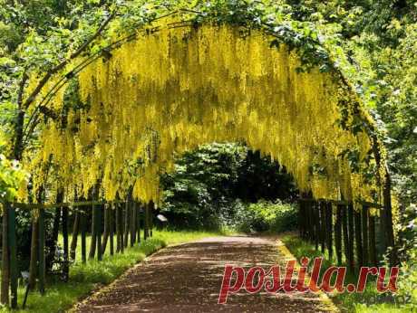 Некоторые из этих шедевров трепетно формировали садовники в соответствии с городской средой. А другие возникли по счастливой случайности.