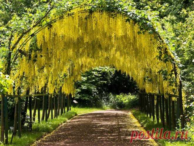 Некоторые из этих шедевров трепетно формировали садовники в соответствии с городской средой. А другие возникли по счастливой случайности.