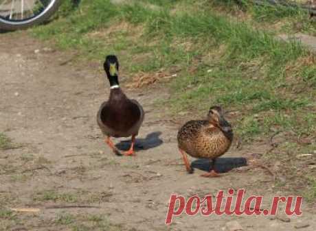 Фотография *** из раздела животные
