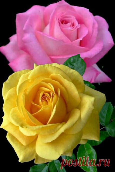 (8) Pinterest