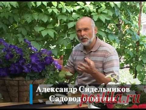 Как от яблони, вишни получить новый саженец. Самый лучший способ размножения.