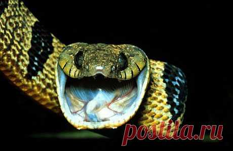 Blanding's tree snake (Toxicodryas (Boiga) blandingii), Kakamega forest, Kenya.