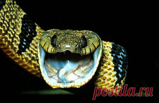 Blanding's tree snake (Toxicodryas (Boiga) blandingii), Kakamega forest, Kenya.