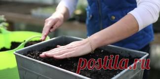 Сад и огород. О том, что даёт урожай - Ботаничка.ru - Страница 3