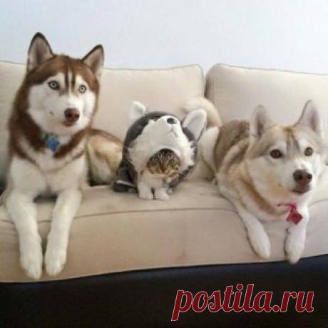 Чужой среди своих, или Свой среди чужих — Убойный юмор - amworld
