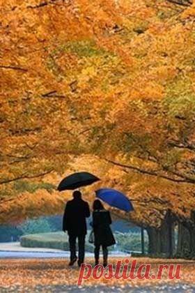 Улыбнулась Осень, заиграла красками.