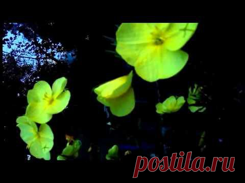 Лунник - энотера - ночная свеча... | НА ЗАВАЛИНКЕ