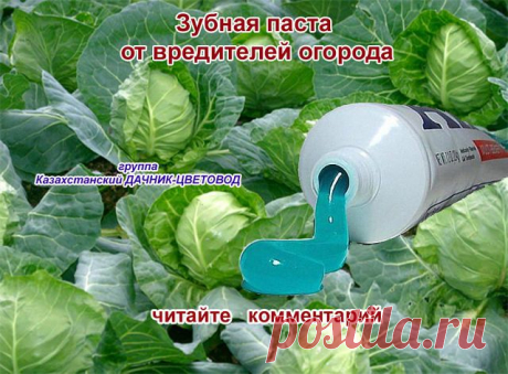 Казахстанский ДАЧНИК - ЦВЕТОВОД