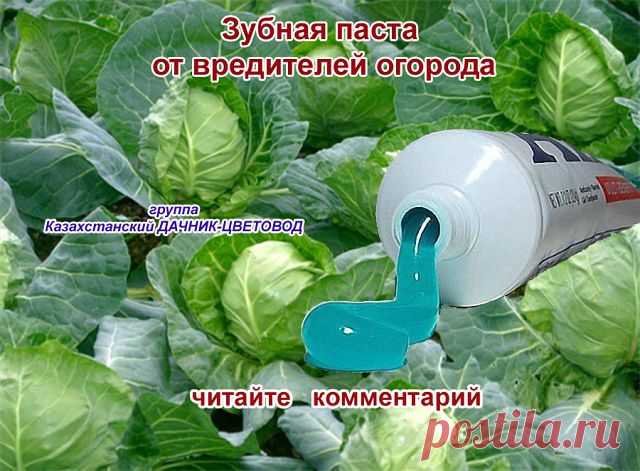 Казахстанский ДАЧНИК - ЦВЕТОВОД