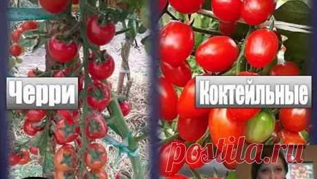 Томатные хитрости (всё о выращивании томатов)