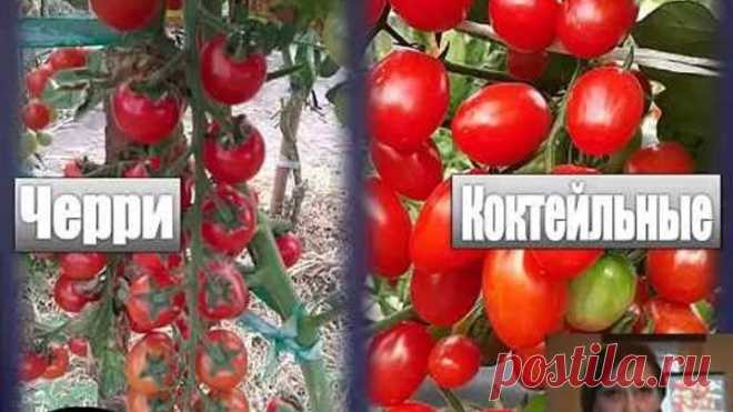 Томатные хитрости (всё о выращивании томатов)