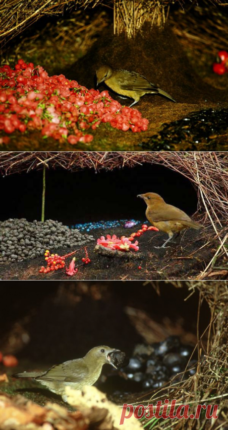 Шалашник. Птица-Дизайнер. Самцы этих птиц всячески их украшают свои шалаши...