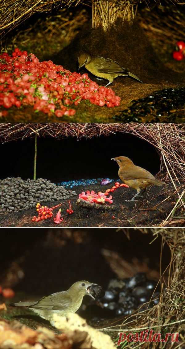 Шалашник. Птица-Дизайнер. Самцы этих птиц всячески их украшают свои шалаши...