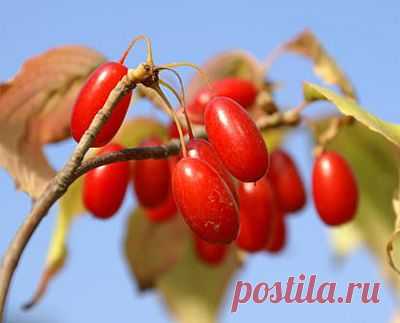 Всемогущий лекарь – кизил