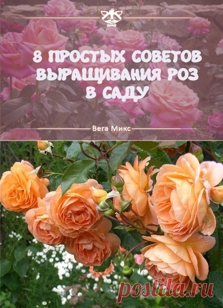 (3) Одноклассники