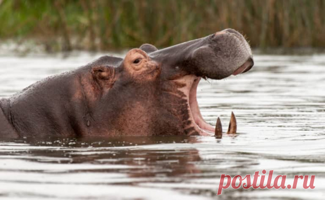 Горилла против Бегемота: кто победит в драке? | Город Фактов