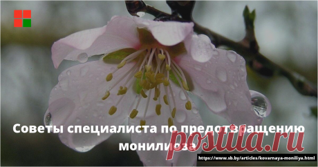 Советы специалиста по предотвращению монилиоза  Дожди — великое благо и не меньшее зло. Все зависит от того, когда они льют. Если во время цветения садов, то недобора урожая не избежать. Нынешний май выдался аномально влажным. И первая, и вторая декады месяца были дождливыми больше обычного. Почти повсеместно...
