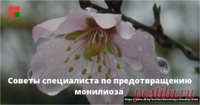 Советы специалиста по предотвращению монилиоза  Дожди — великое благо и не меньшее зло. Все зависит от того, когда они льют. Если во время цветения садов, то недобора урожая не избежать. Нынешний май выдался аномально влажным. И первая, и вторая декады месяца были дождливыми больше обычного. Почти повсеместно...