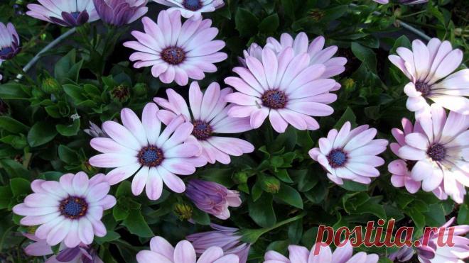 Выращивание диморфотеки: посадка и уход. Виды диморфотеки.