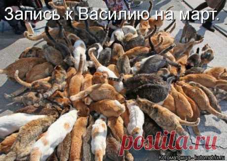 Котоматрица: Круть