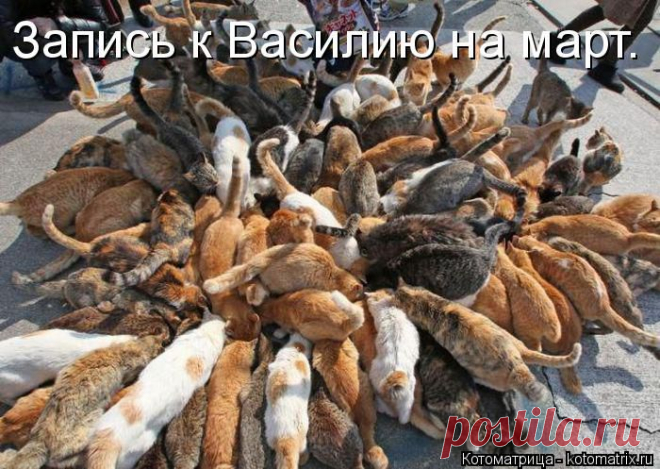 Котоматрица: Круть