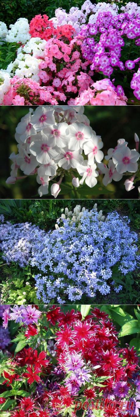 Как посадить и вырастить флоксы? - Женский журнал LadySpecial.ru : специально для женщин