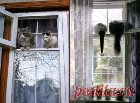 Кот (Котофул комьюнити): - nadegdacherepaschuk@gmail.com - Gmail