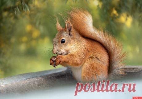 Фото: ***. Фотограф Виктория Ануфриева. Фото животных. Фотосайт Расфокус.ру