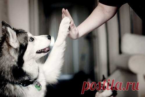 Странная наука кинология 
Я молодой собачник. Еще 7 лет назад я даже не помышляла о собаке. Более того, я считала собаковладельцев немного ненормальными (что, кстати, отчасти правда). Ну какой нормальный человек в здравом уме, думала я (на семь лет моложе себя теперешней), добровольно, да еще и за собственные деньги ( ! ) взвалит на свои плечи такие проблемы? Гулять, кормить, чесать… грязь в доме, шерсть на диванах и одежде… псиной опять же воняет… фука бяка!... 
Сейчас у ...