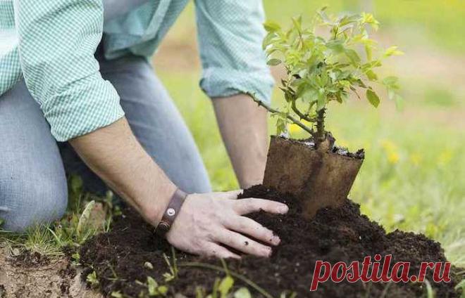 Простой и проверенный способ получить саженец любого дерева