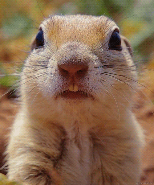 biomorphosis:
“ Asia Minor Ground Squirrel
”