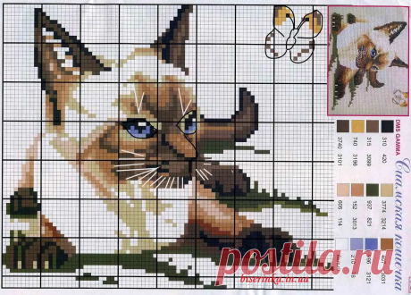 Сиамская кошка