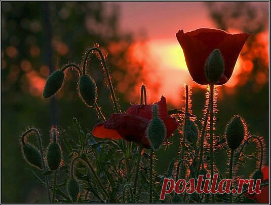 ᴼᴿᴵᴳᴵᴺᴬᴸ   SМАЙЛИКИ   (ړײ)