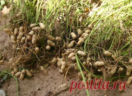 Как выглядят продукты до сбора урожая