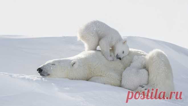 Ради этих кадров фотограф провел 117 часов на лютом морозе