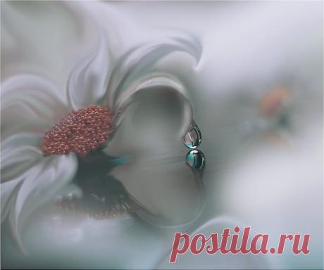 MARGARIDA